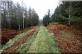 Dead-end track in Black Bank Plantation