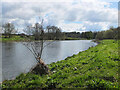 The Tweed near Monksford