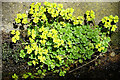 Alternater-leaved Golden Saxifrage (Chrysosplenium alternifolium)