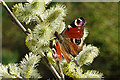 NJ4158 : Peacock Butterfly on Willow by Anne Burgess
