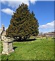SO8310 : Churchyard yews, Harescombe by Jaggery