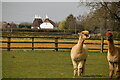 Alpacas and oast house