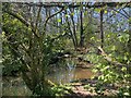 Woodland stream - Afon Marlas