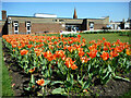 Tulips at Troon Library