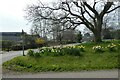 Daffodils in Galphay