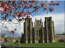 ST5545 : Wells Cathedral by Colin Smith
