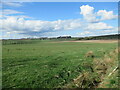 View across pasture near Drumboy