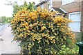 Yellow bush on Mays Lane, Barnet