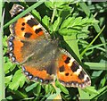 Small Tortoiseshell