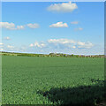 Big field and big sky