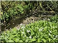 Wild garlic beside a stream