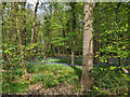 Bluebell woodland north of Ifield Hall