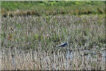TR0062 : Oare Creek: Grey heron (Ardea cinerea) by Michael Garlick