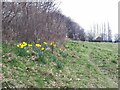 Early daffodils on Hill Top Moor, Armley