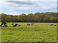 Cattle, Ifield Court Farm