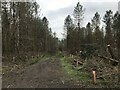 Woodland restoration in Milkwellburn Wood