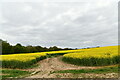 Dalham: Oil seed rape crop