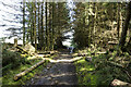 NY8840 : Fallen and cleared trees in plantation by Trevor Littlewood