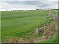 Pasture at Mainhill farm