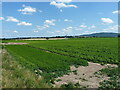 Open fields in the direction of The Wrekin