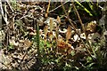 Equisetum, Louth Rural Activities Centre, Kenwick (2)