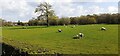 Sheep and tree in field between Gretna Loaning and Borders east of Mill Hill