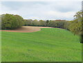 SU7291 : Hollandridge Farm field and beech wood by David Hawgood