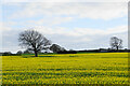 Oil seed rape below Hallcliff Farm