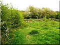 Path in the new nature area next to Prologis Park, North Bierley