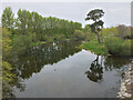 Upstream from the last bridge on the Teviot