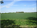 Wheat field and Arbtree Farm