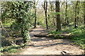 Footpath, Selsdon Wood