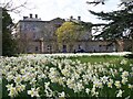 NU2417 : Spring flowers at Howick Hall by Graham Hogg
