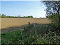 Field with theoretical footpath north of Flitch Way