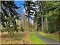 On the Carriage Drive at Cragside