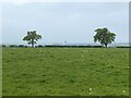 Field with two trees