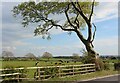 Roadside beech tree by the A735