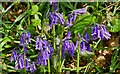 Bluebell time in Poynton Wood