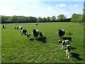 Sheep and lambs at Park Farm