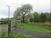 NS9799 : Cherry tree near Hillfoot House Quarry by M J Richardson