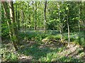 Bluebells in Waterpit Coppice