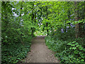 Bridleway 1544 climbs to Buckswood Drive, Gossops Green