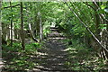 Wooded bridleway