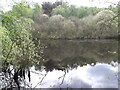 Unnamed pond in the forest