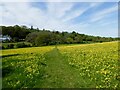 Plumford meadow, Painters Forstal