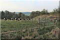 Cattle grazing on Judge