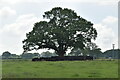 Cattle sheltering under tree