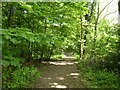 Path through Cloisters Wood