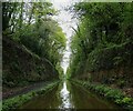 SJ6930 : Shropshire Union Canal - Woodseaves Cutting by Rob Farrow