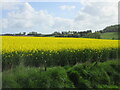 Oil-seed rape near Brownside